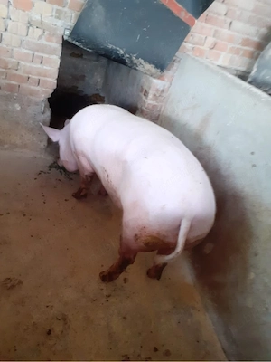Vand porc 