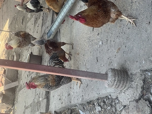 Disponibile curci și cocoși de curte  - imagine 3