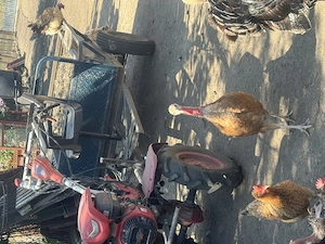 Disponibile curci și cocoși de curte 