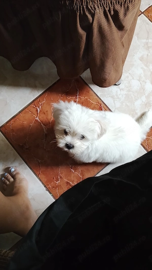 Bishon maltez mini toy