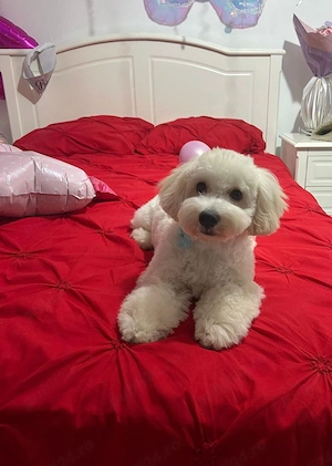 Vand Maltipoo băiețel 