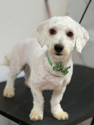 Vand Maltipoo băiețel  - imagine 2