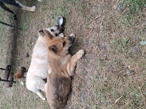 Căței mallinois husky