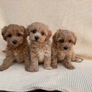 maltipoo toy pudel bichon