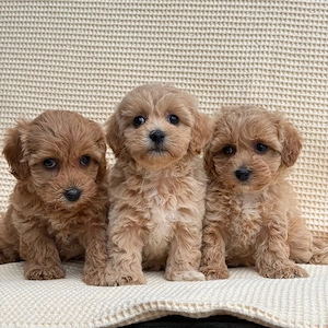 maltipoo toy pudel bichon - imagine 2