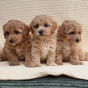 maltipoo toy pudel bichon - imagine 3