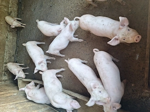 Vând porci pentru crescut
