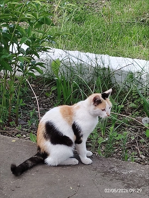 pisicuta castrata + catelus spre adoptie livrez in Ploiesti sau imprejurimi (sate)