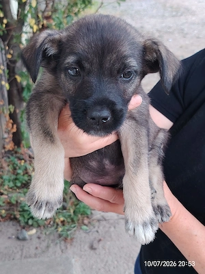 pisicuta castrata + catelus spre adoptie livrez in Ploiesti sau imprejurimi (sate) - imagine 3