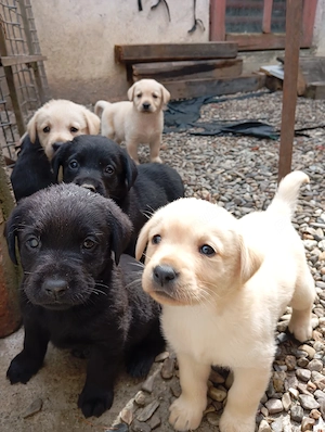 Puiuți de Labrador 