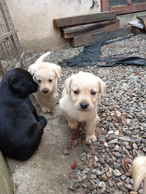 Puiuți de Labrador  - imagine 3