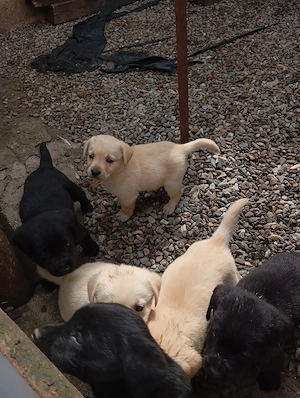 Puiuți de Labrador  - imagine 2