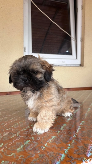 Cățel shih tzu