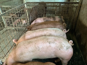 Vand porc 