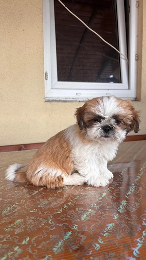 Cățel shih tzu