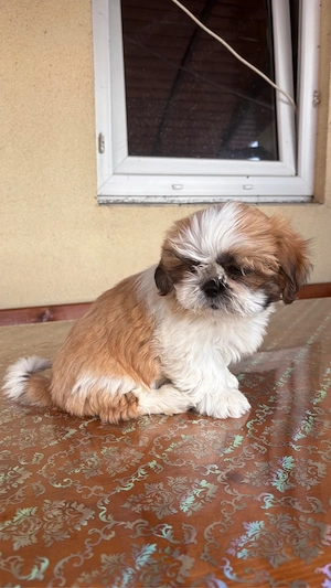 Cățel shih tzu - imagine 2