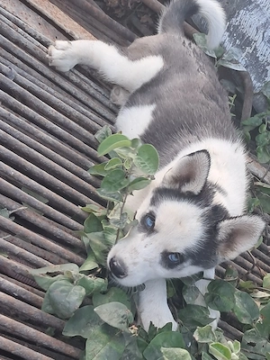 catelusa husky donez patintii - imagine 3