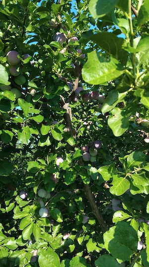 vand prune 4 lei Kg
