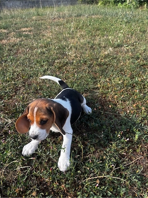 Cățeluşă rasa Beagle - imagine 2