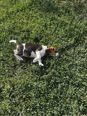 Cățeluşă rasa Beagle - imagine 3
