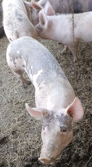 Disponibili o pereche 
