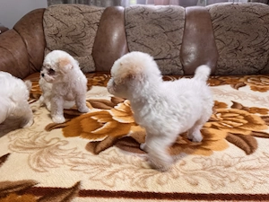 Vând Bichon maltez  - imagine 5