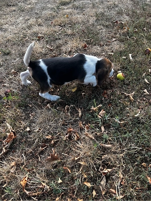 Cățeluşă rasa Beagle - imagine 4