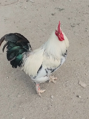 Cocoși de casă 