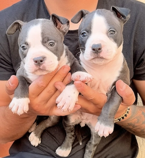 American bully pocket  - imagine 2