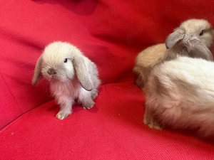 vand pui berbec pitic holland lop - imagine 5