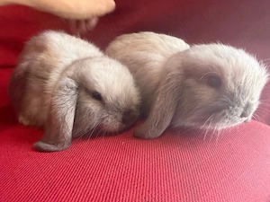 vand pui berbec pitic holland lop - imagine 3