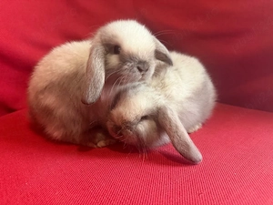 vand pui berbec pitic holland lop - imagine 2