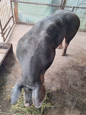 vând o purcea