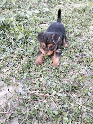 Yorkshire mini toy căței 