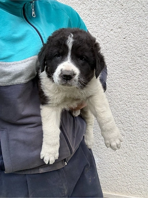 Catei ciobanesc de bucovina 