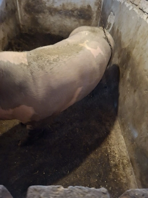 porc de sacrificat