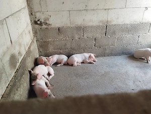 Vând purcei Landrace 6 săptămâni,înțărcați  și vaccinați !