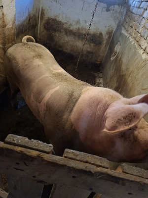 porc de sacrificat - imagine 2