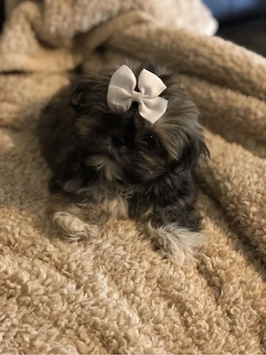 Shih Tzu puiuti  - imagine 3