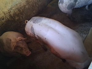 de vanzare porc rasa de carne 