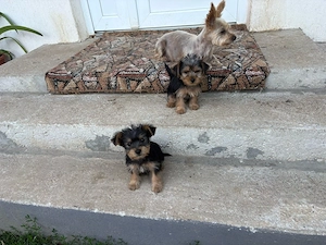 Yorkshire Terrier 