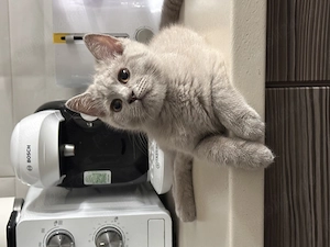 Pisoi British shorthair - imagine 2