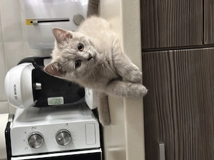 Pisoi British shorthair - imagine 3