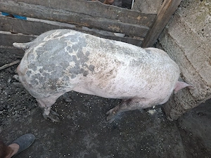 Vier de vanzare 