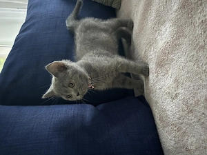 British shorthair