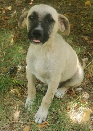 Adoptie catelusi