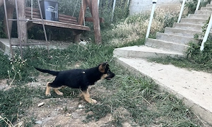 Pui ciobănesc german cu pedegree de top 