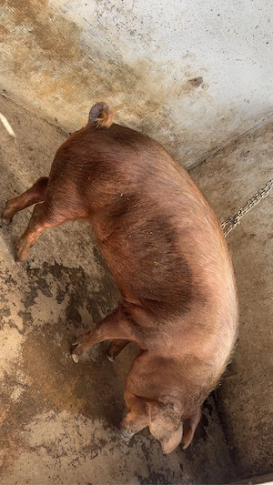 grasuna gestanta duroc