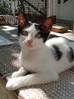 Pisoi (2 luni) și pisica sterilizata (1 an)ofer spre adoptie