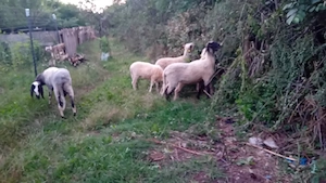 ofertă!! vind 5 oi si un berbec  de rasă - imagine 2